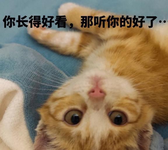 (猫能分辨出人的长相吗)猫是否有能力识别人类五官？