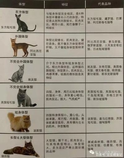 (猫的进化史过程)探寻猫咪进化史：从古老猎人到家庭宠物的演变历程